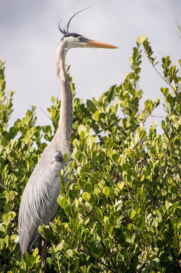Great Blue Heron, Everglades NP, Florida, USA