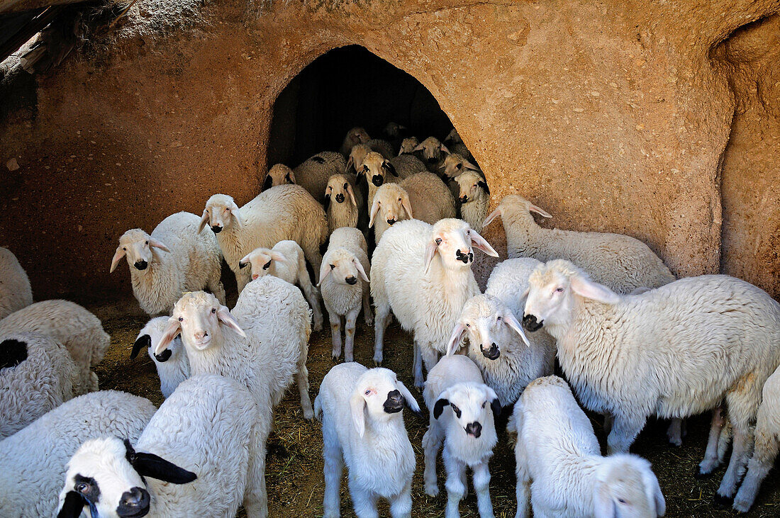 Sheeps in a cave near Uchisar. Turkey, Central Anatolia, Nevsehir Province, Cappadocia, Goreme national park.