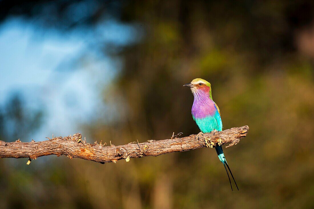 A Lilac-breasted Roller (Coracias caudatus) perched on a tree near Chitabe in the Okavango Delta in northern part of Botswana.
