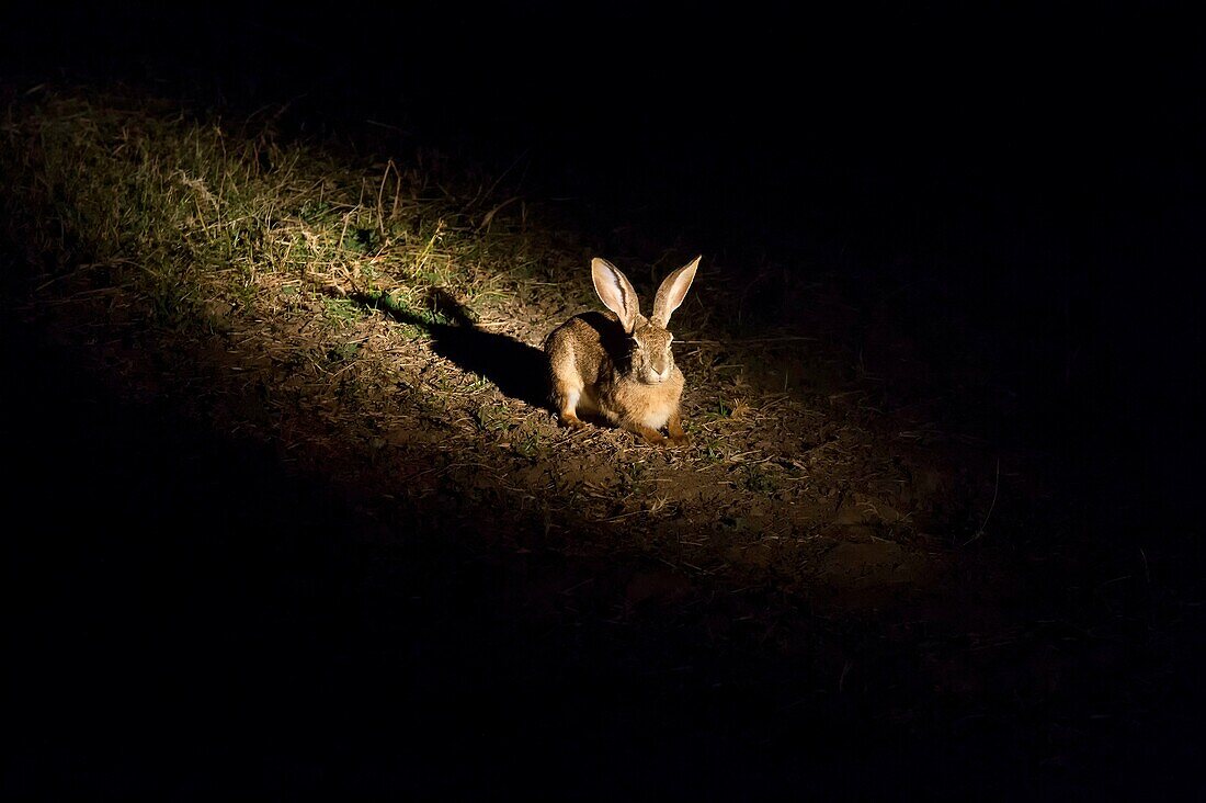 African savanna hare (Lepus microtis) at night in South Luangwa National Park in eastern Zambia.