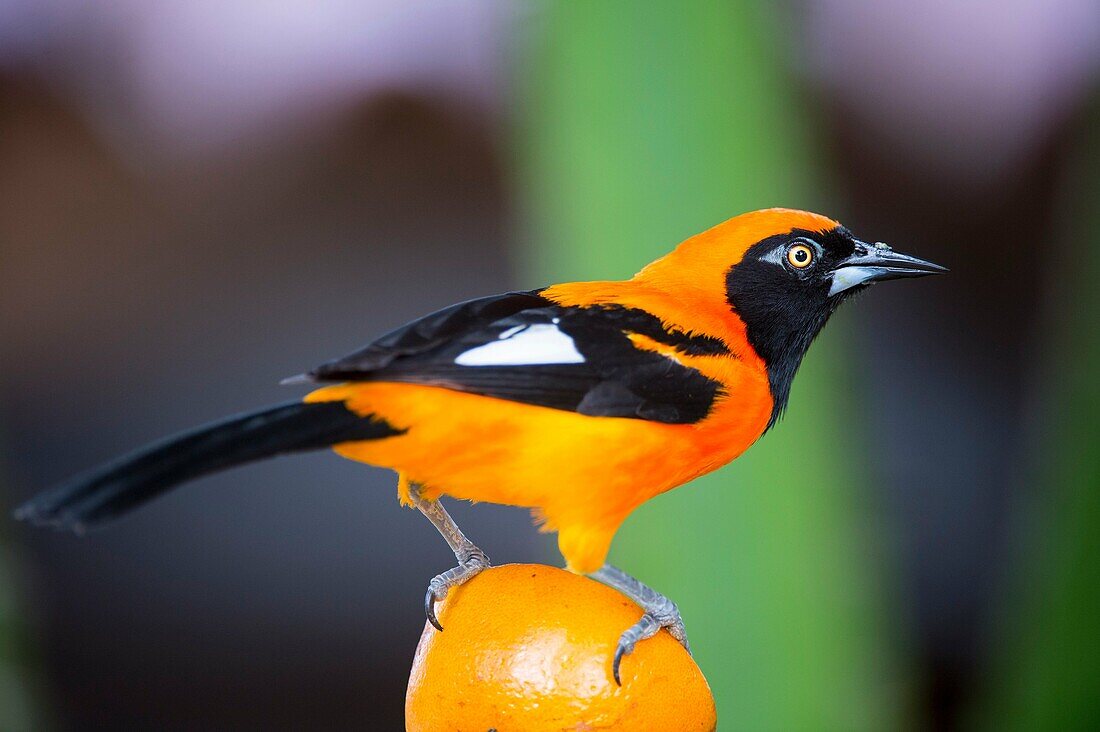 An Orange-backed troupial (Icterus croconotus) is feeding on an orange at the Mato Grosso Hotel at the Pixaim River in the northern Pantanal, Mato Grosso province of Brazil.