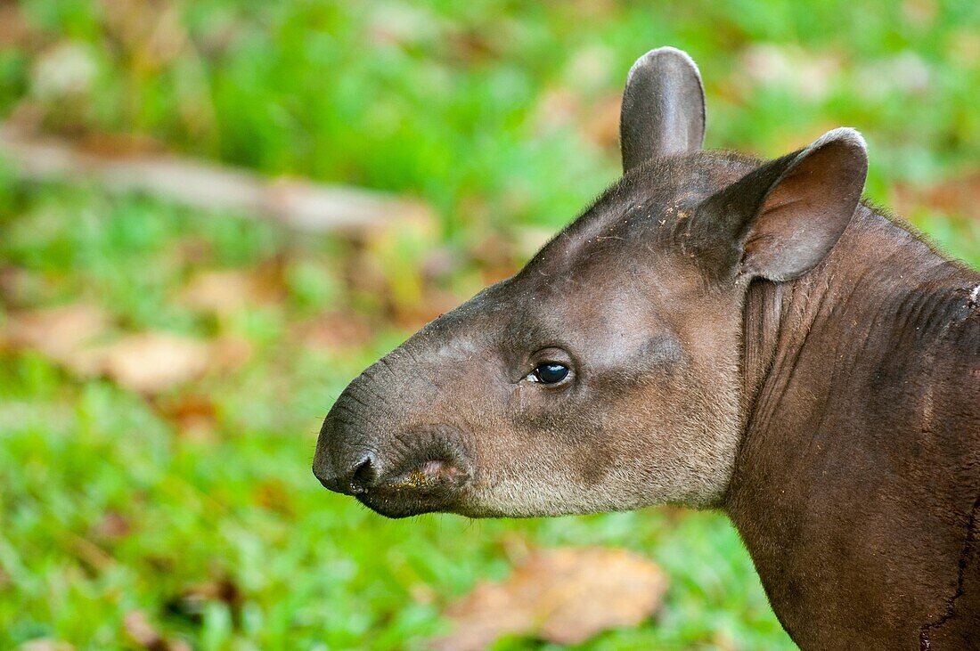 A young tapir in the rainforest at the Maranon River in the Peruvian Amazon River basin near Iquitos.