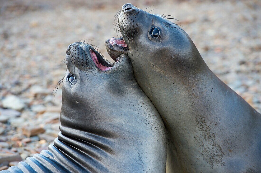 Southern elephant seal pubs (M. leonina) play fighting near the Norwegian whaling station in Grytviken on South Georgia Island, Sub-Antarctica.