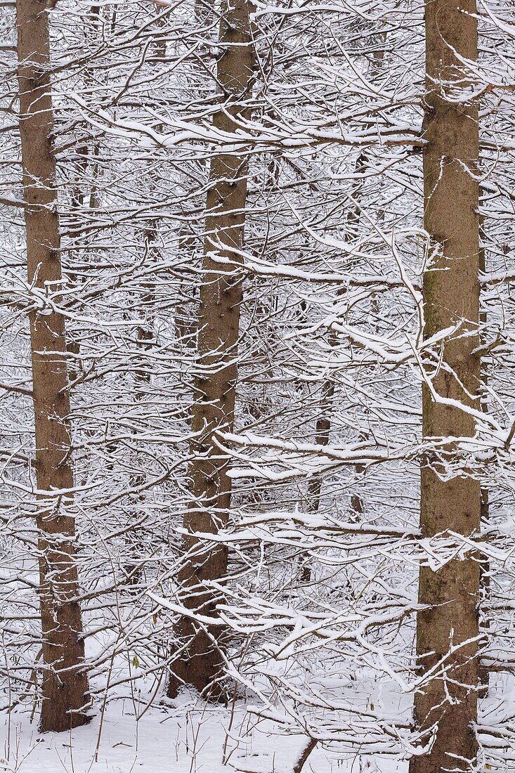 An abstract detail shot of snow covered pine trees in East Gwillimbury, Ontario, Canada.