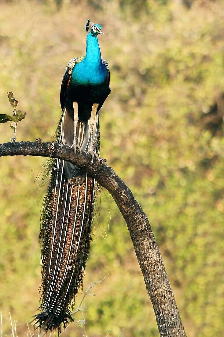 The Indian peafowl (Pavo cristatus) is a large and brightly coloured bird, Pench national Park, India.