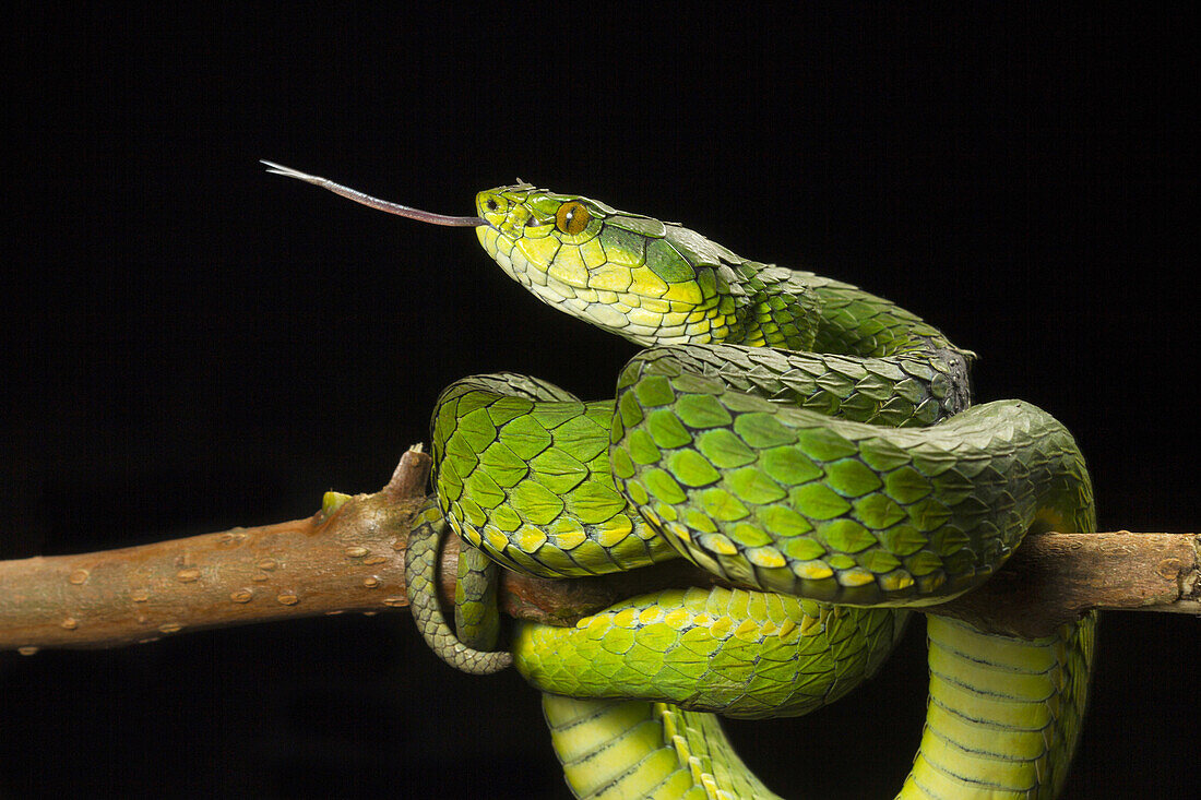 Large scaled pit viper, Trimeresrus … – License image – 71105336 Image ...