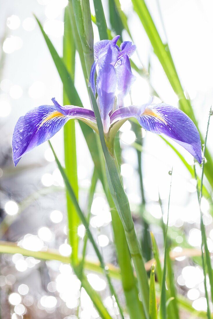 'Sun sparkles off the water behind a dixie iris (Iris hexagona); Florida, USA.'