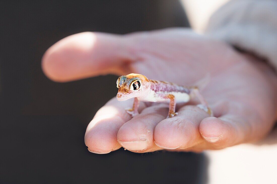 Small multi-colored Sand Gecko (Palmatogecko rangei) sits in the hand of a Caucasian man in the Namib Desert, Namibia, Africa.