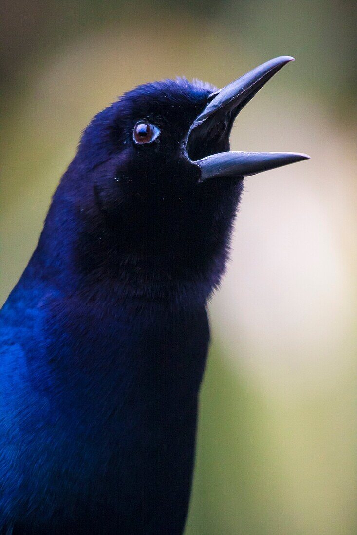 'A male boat-tailed grackle (Quiscalus major) vocalizes to send signals to other birds. The iridescent feathers appear blue under overcast conditions; Florida, USA.'
