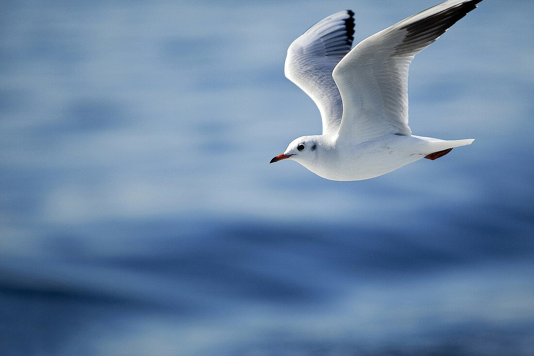 Flying seagull, Istanbul, Marmara Province, Turkey, Europe.