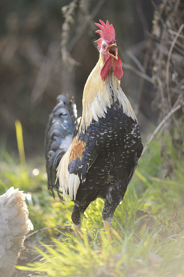 Close-up of a rooster in a meadow in spring.