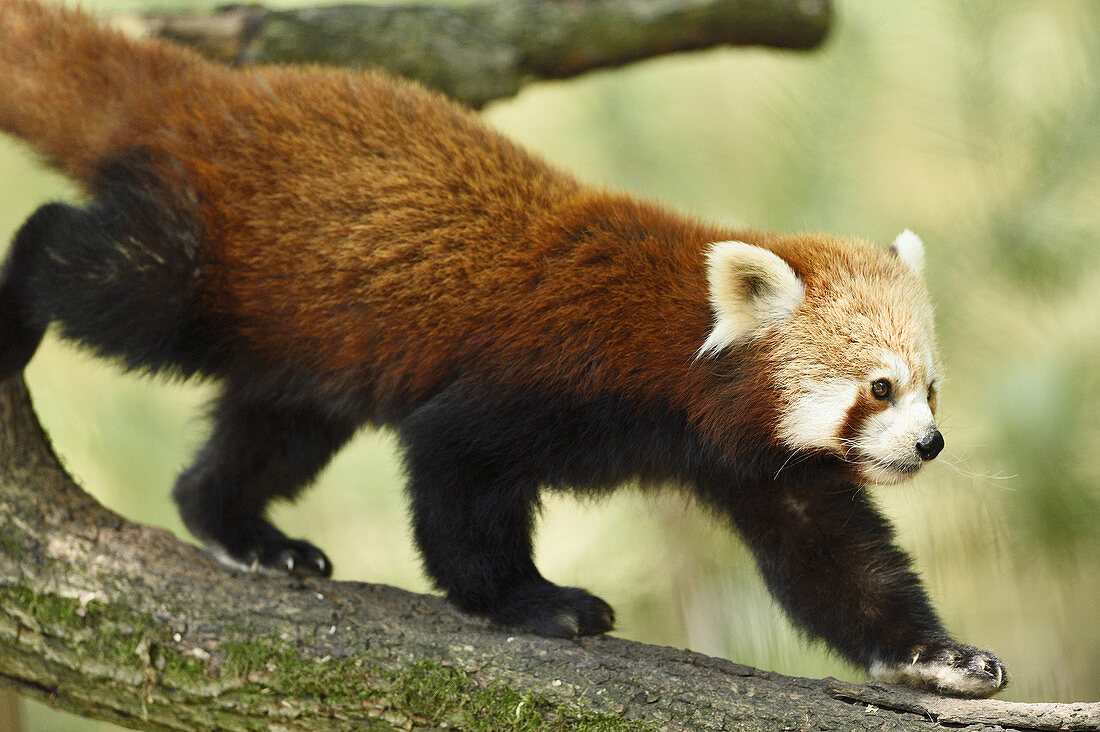 Close-up of Red panda (Ailurus fulgens) walking on a bough in summer.