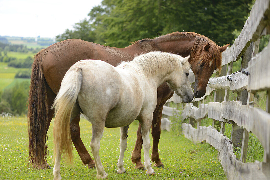 Close-up of a pony (Equus ferus caballus) and a horse (Equus ferus caballus) on a meadow in spring.