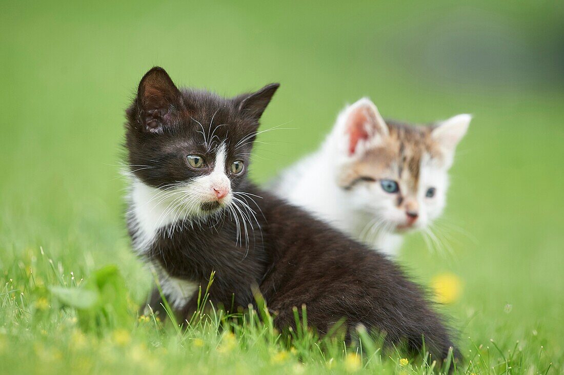 Close-up of two six weeks old domestic cat (Felis silvestris catus) kitten on a meadow in early summer.