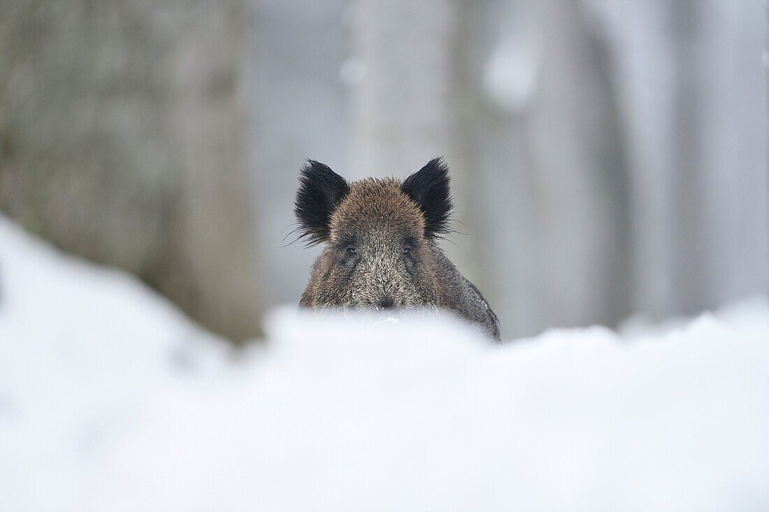 Close-up of a wild boar sus scrofa in winter. Bavarian forest, Bavaria, Germany