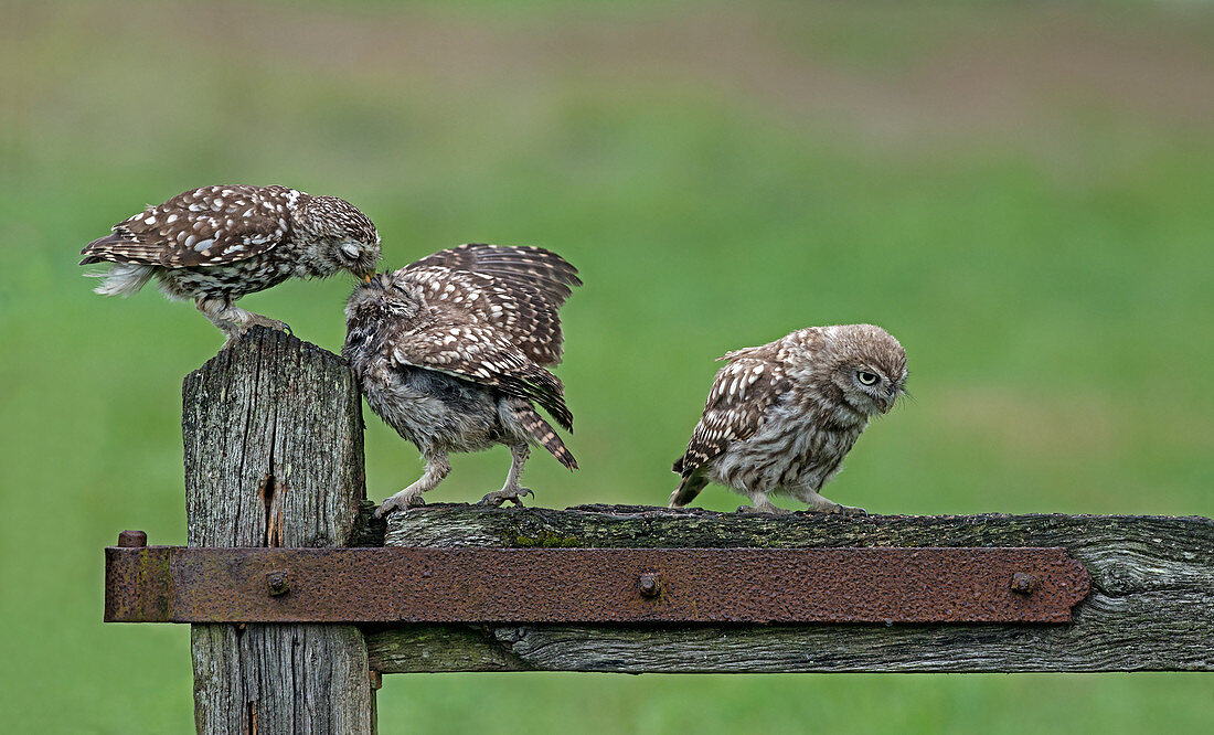 Female Little Owl-Athene noctua, Feeding Young (owlet). Summer, Uk.