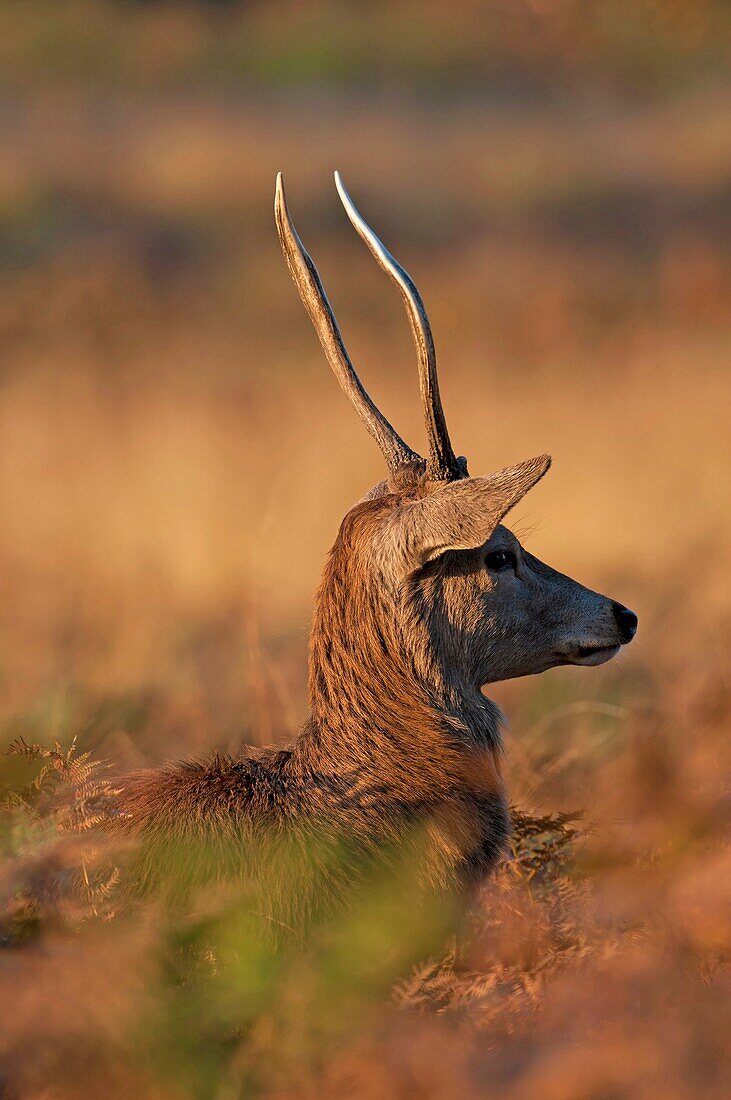Juvenile Red Deer (Stag)- Cervus elaphus at dawn during the rut.