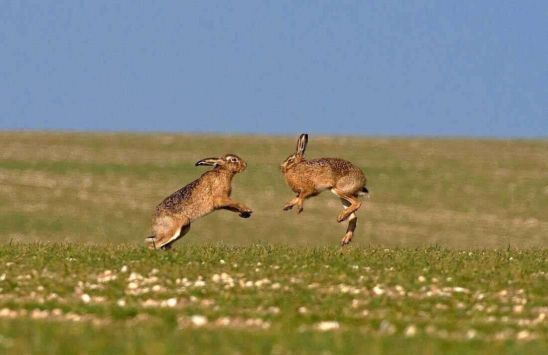 Pair of European Brown (Common) Hares- Lepus europaeus boxing. Uk.