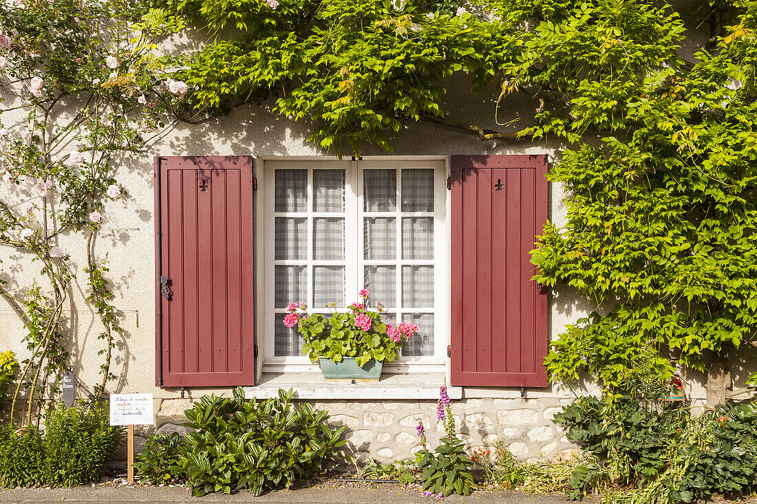 Roses cover a house in the village of Chedigny, France. The village holds a rose festival every May.
