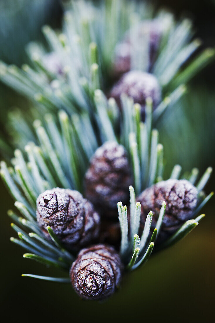 Frosted Pine cones.
