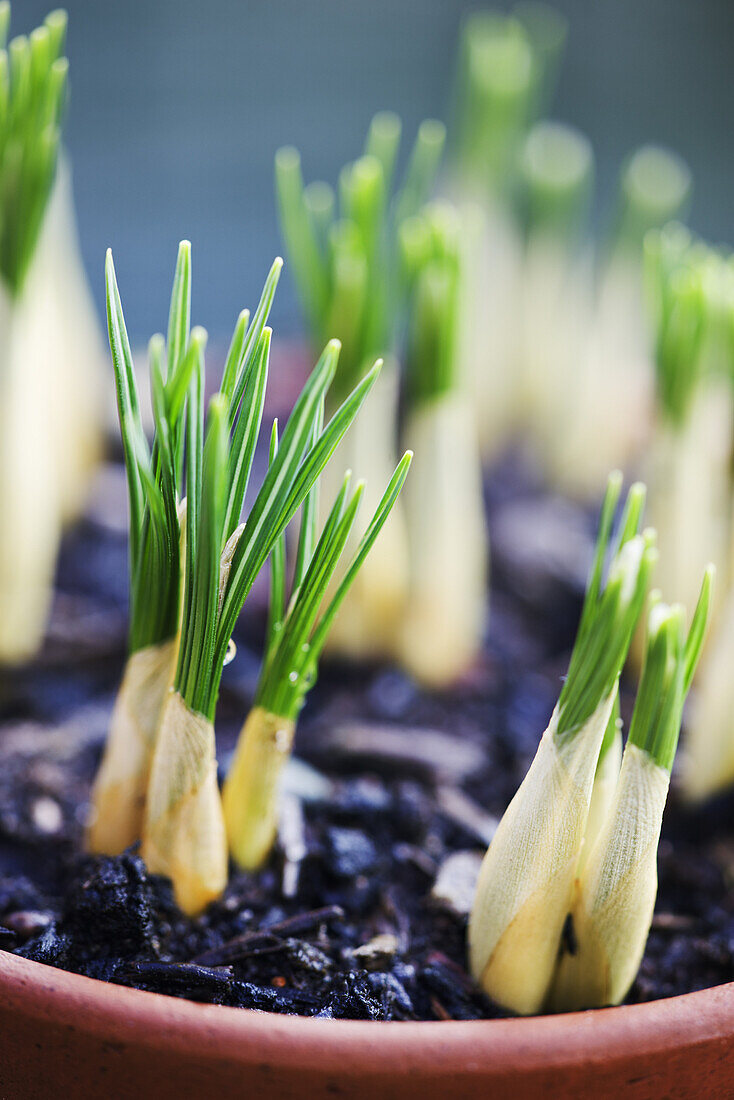 Spring flowering bulb Species Crocus growing in a terracotta plant pot.