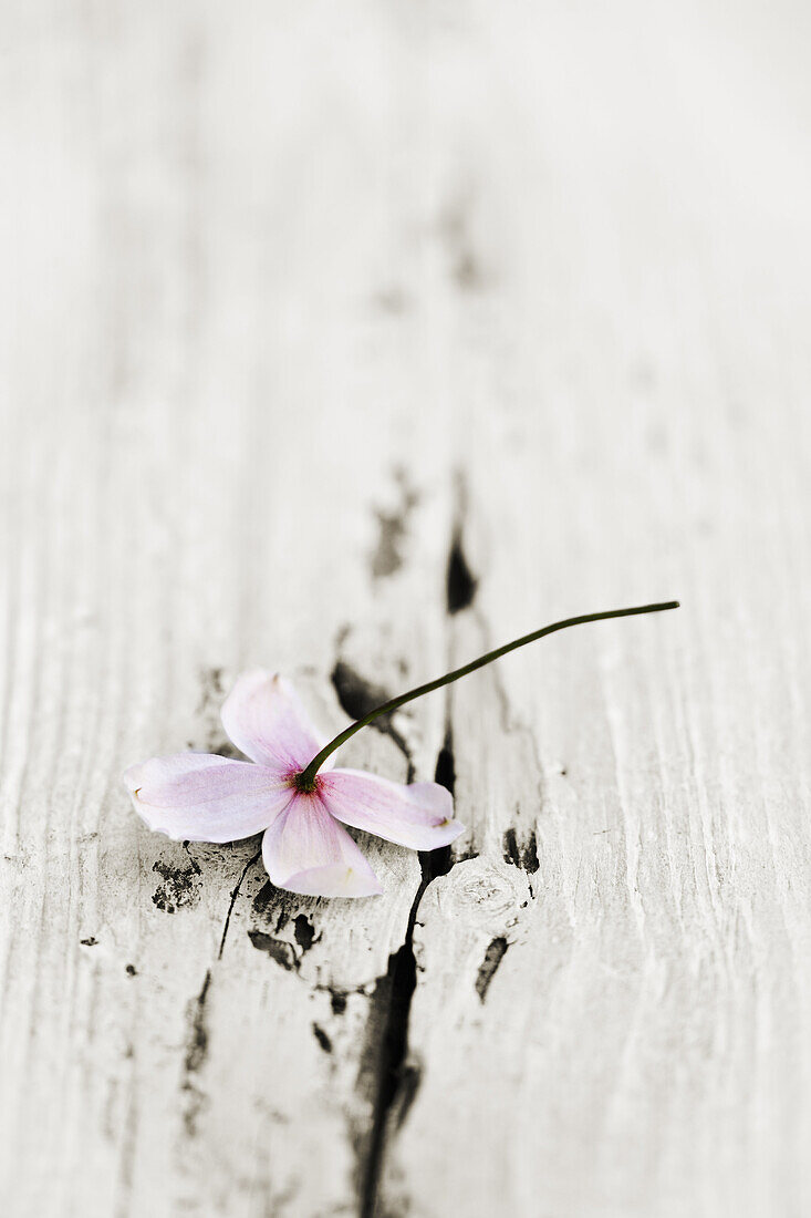 Discarded Clematis flower lying on weathered wooden surface.