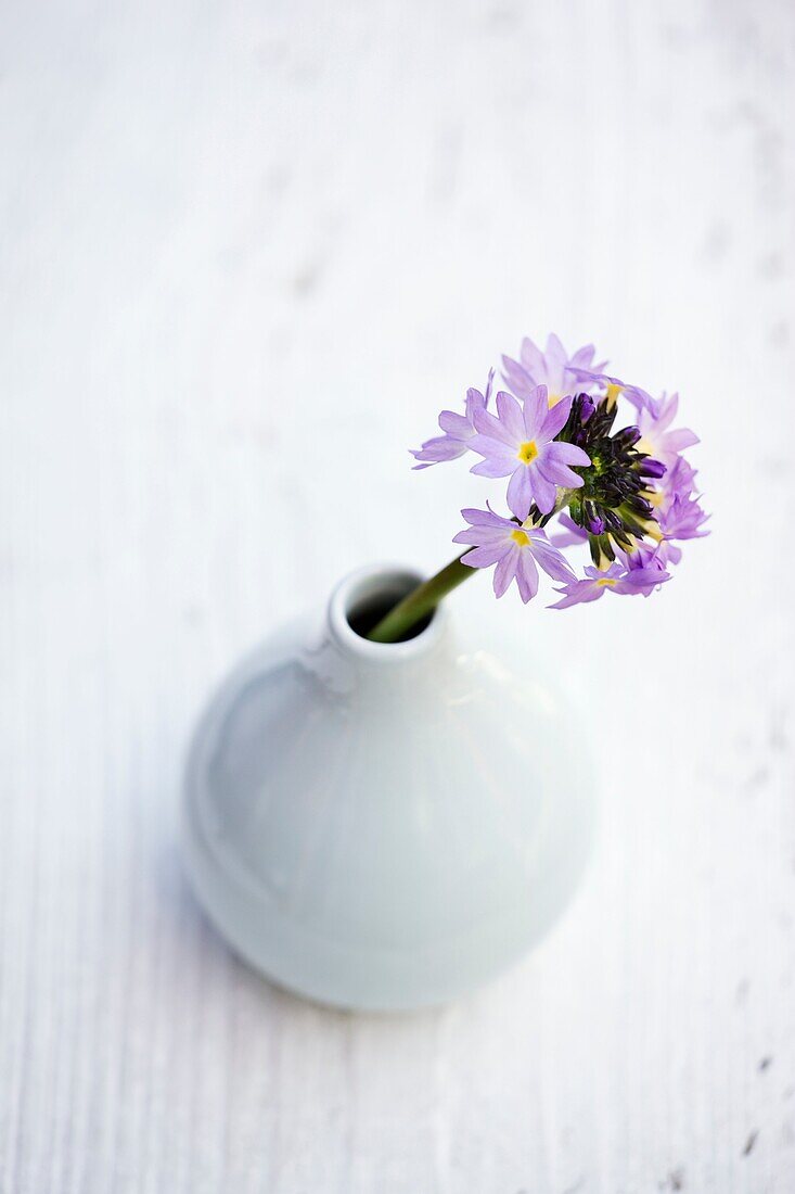 Primula Denticulata in einer Keramikvase