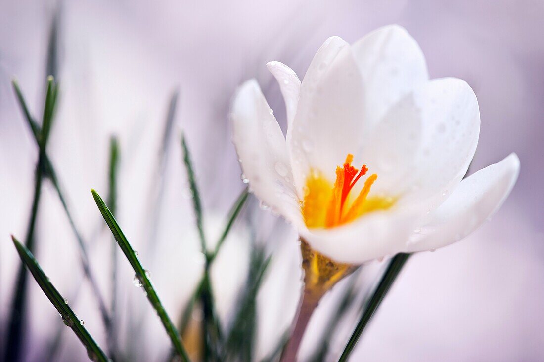 Species crocus Blue Pearl.