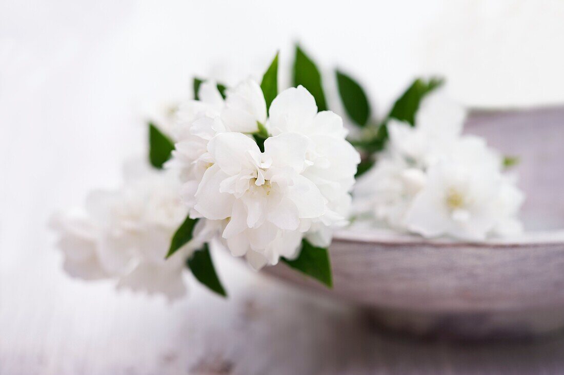 Cut Philadelphus flower in wooden bowl