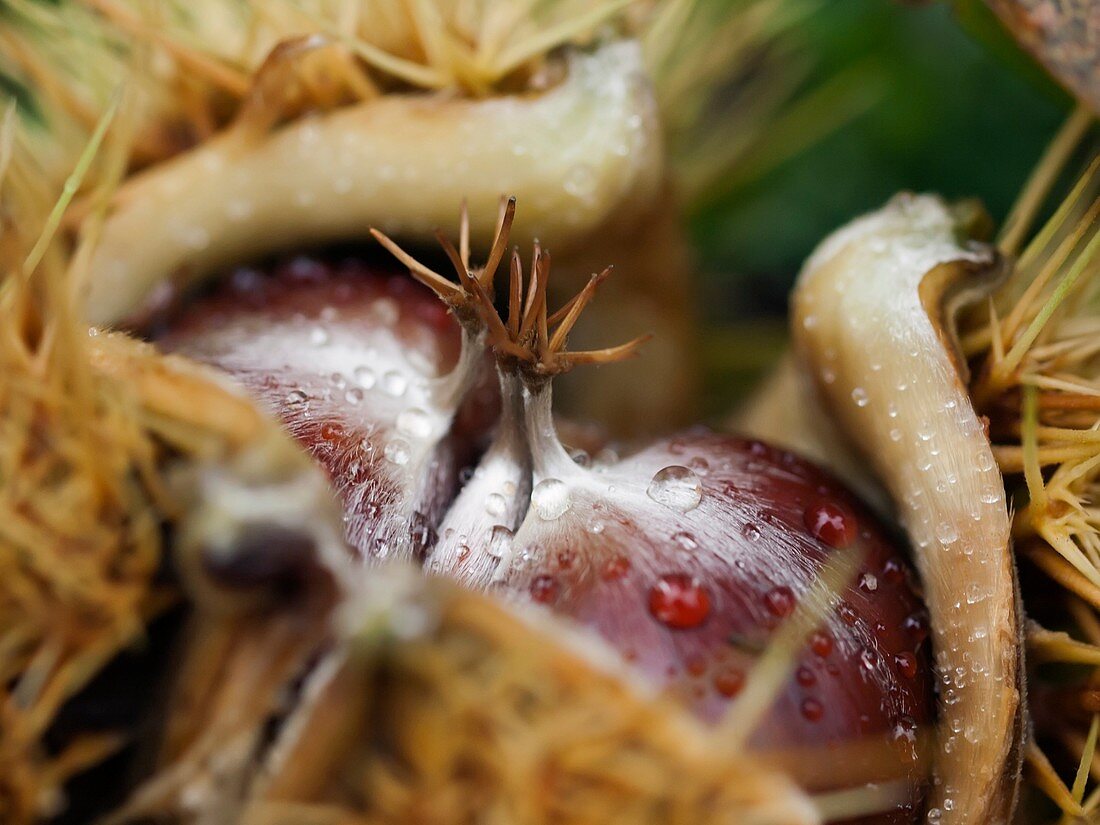 Chestnuts inside bur (Castanea sativa), detail. Montseny Natural Park. Barcelona province, Catalonia, Spain.