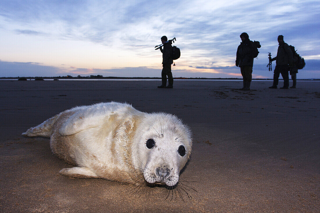 Photographer and Seal grey (Halichoerus grypus) Donna Nook National Nature Reserve, Lincolnshile, England, U.K., Europe.