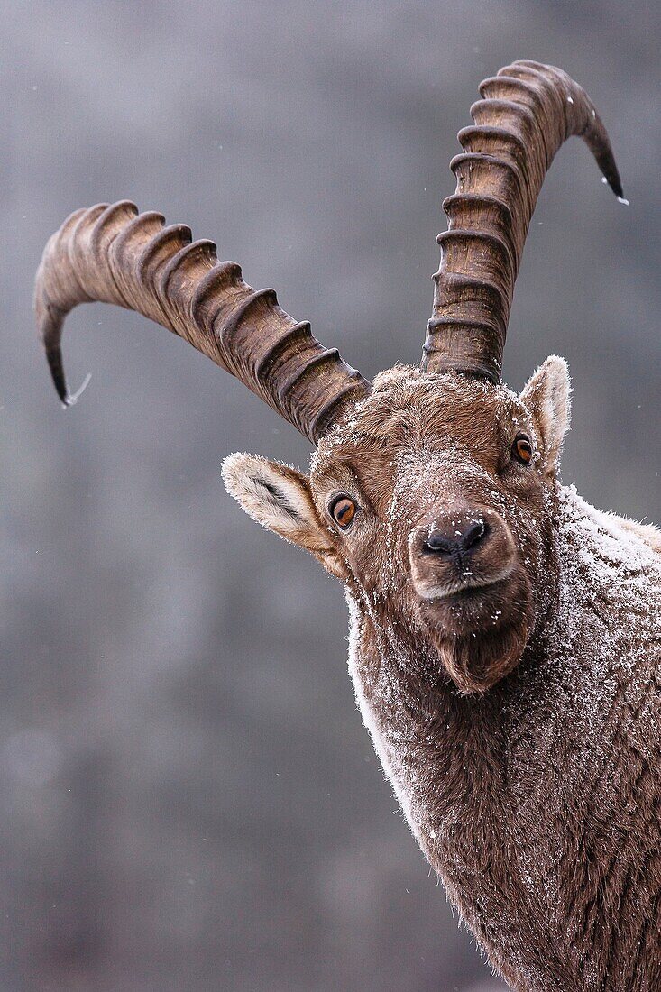 Capra ibex, French Alps, Savoie, France, Europe.