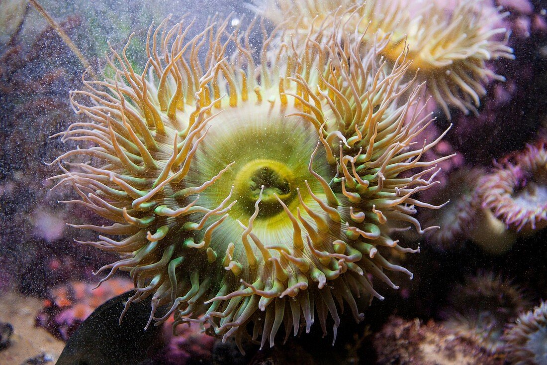 Giant green anemone (Anthopleura xanthogrammica), Monterey Bay Aquarium, Monterey, California, United States of America.
