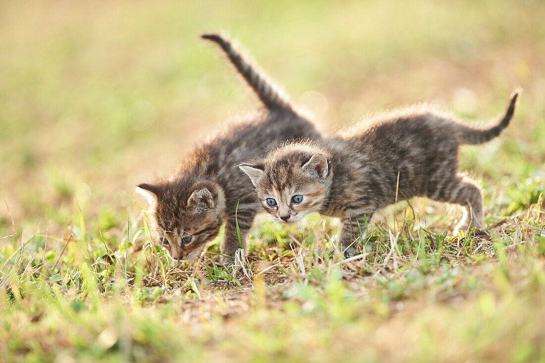 Five week old domestic cat (Felis silvestris catus) kitten on a meadow in late summer.
