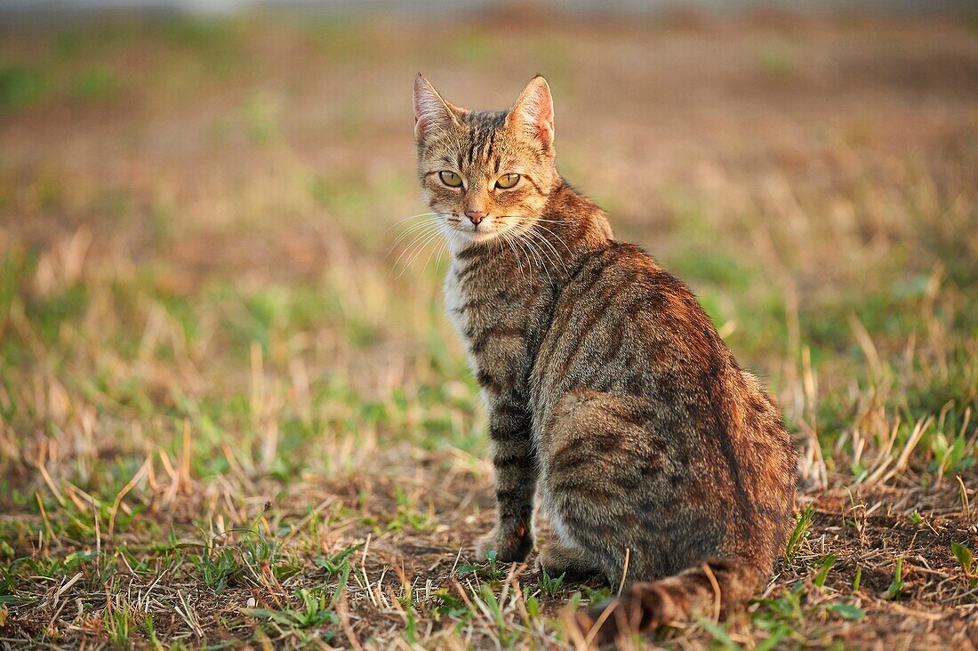 Close-up of a domestic cat (Felis catus or Felis silvestris catus) on a meadow in late summer.