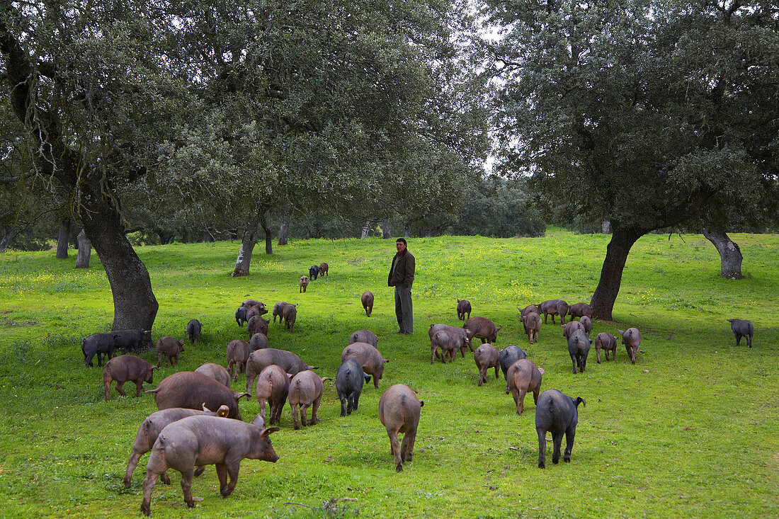 herd of iberian pigs. Andalusia, Spain