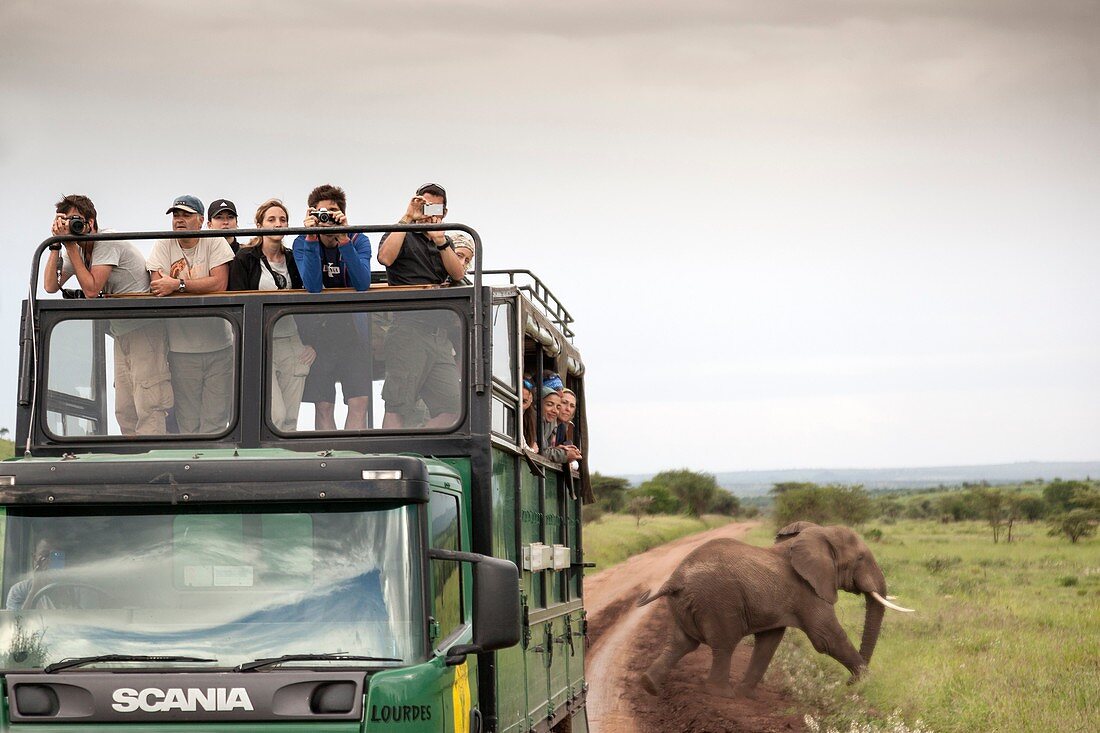 truck safari in serengeti national park.