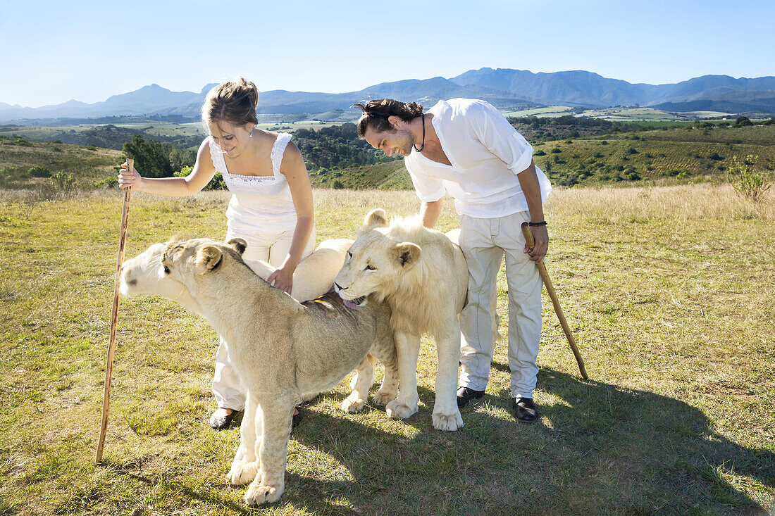 Attractive Caucasian couple on foot interacting with white lion cubs on a walking safari, Botlierskop Game Lodge, Mosselbay, South Africa.