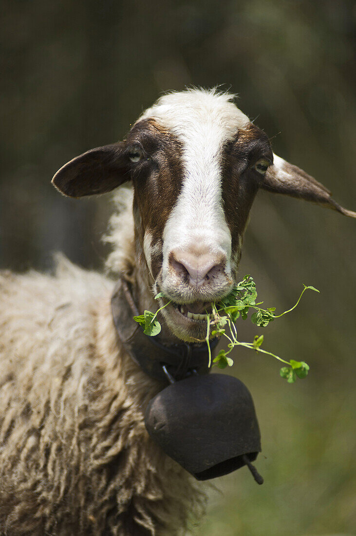 Portrait of a sheep feeding on grass (Pelion Peninsula, Thessaly, Greece).