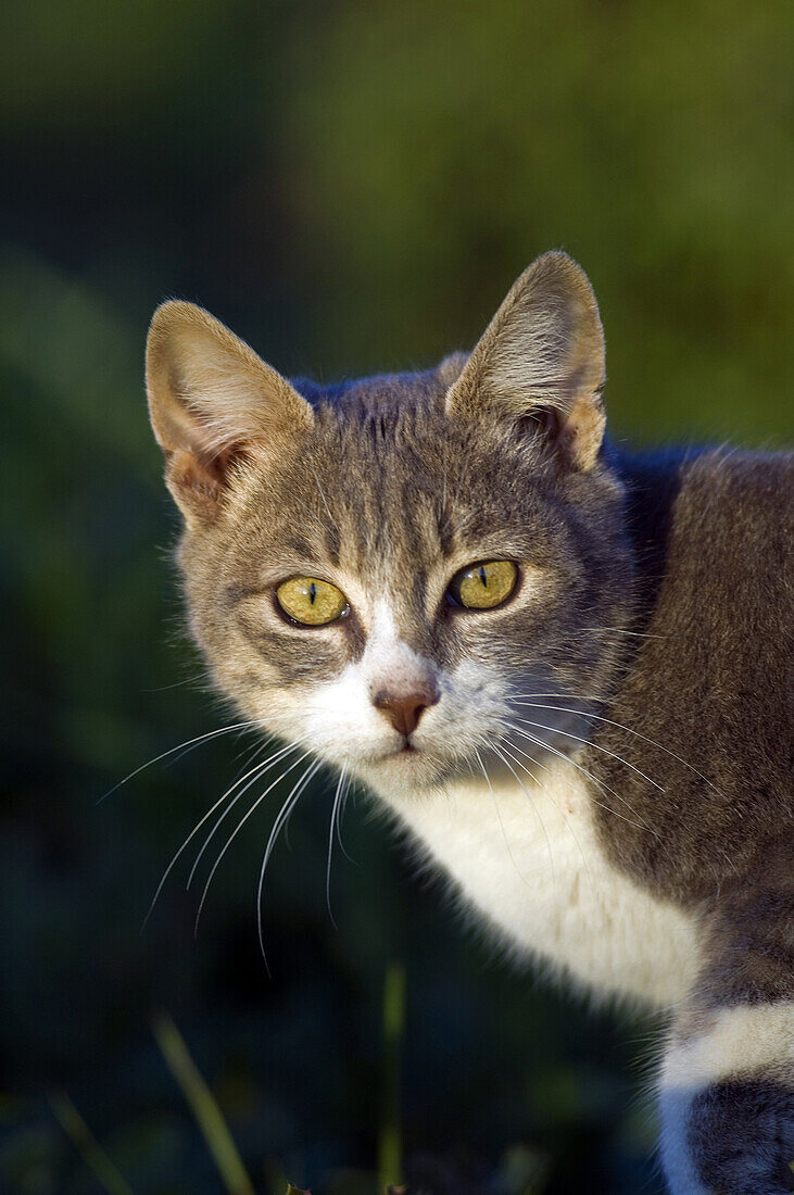 Domestic cat in the garden is looking at camera.