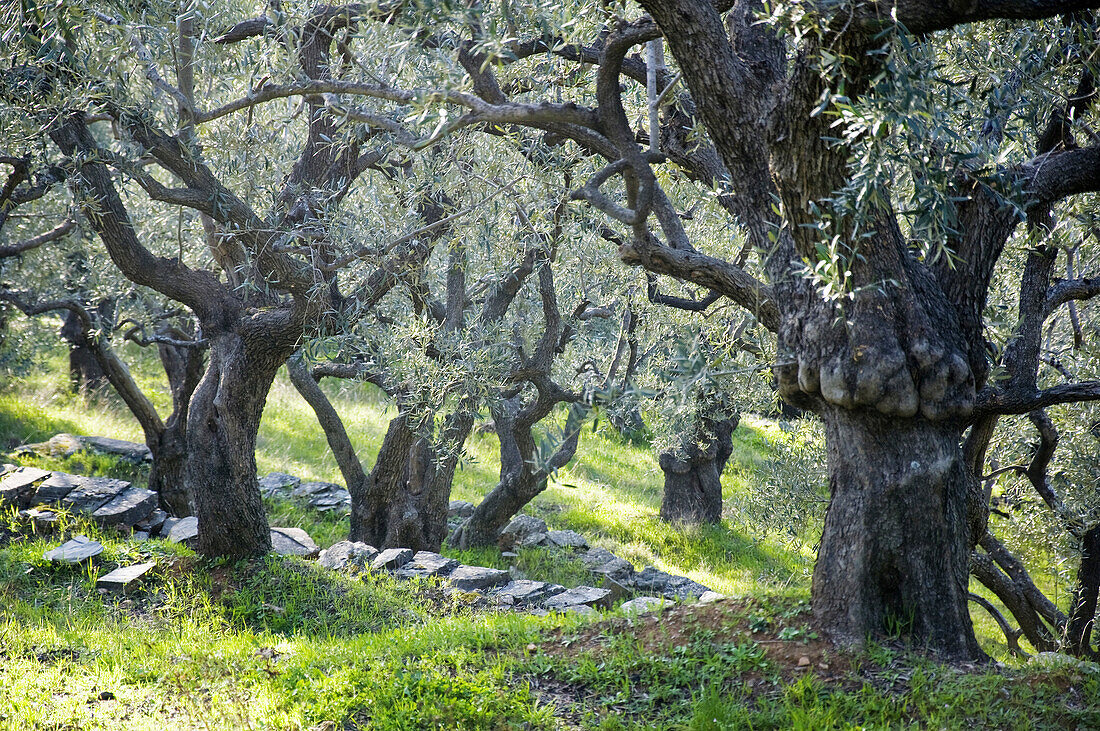 Olive grove in springtime - Pelion Peninsula, Thessaly, Greece