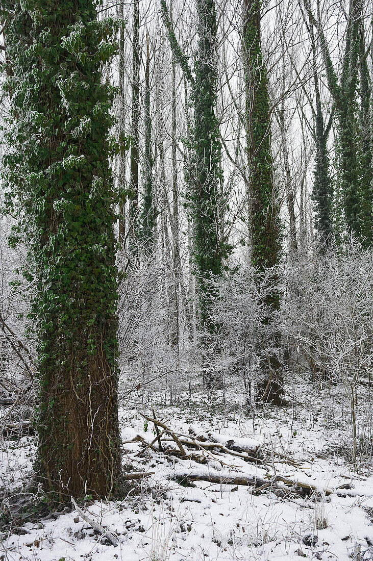 Winterly forest in Münsterland, Germany