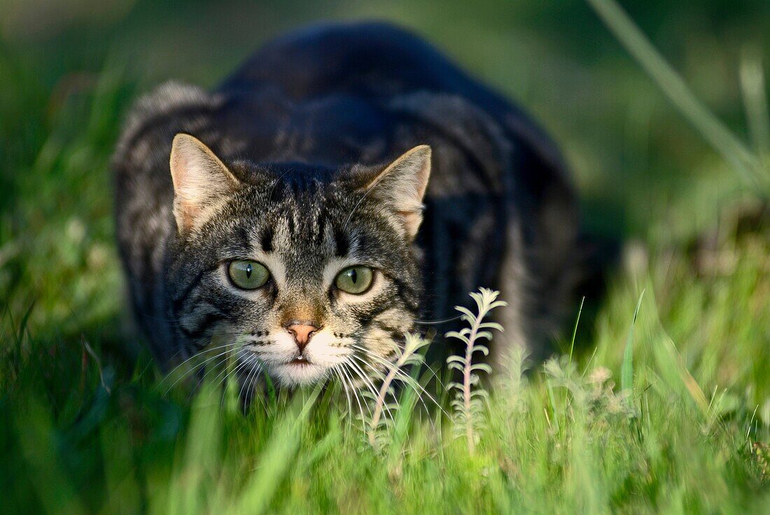 Domestic cat stalking in grass