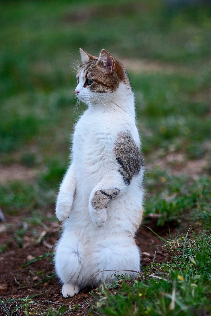 Calico cat sitting up on its hind legs