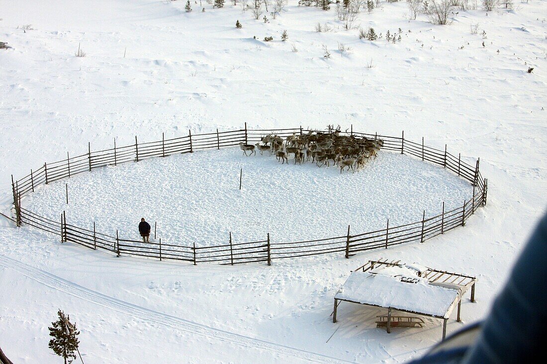 Small peoples of the Russian North. Yamal-Nenets Autonomous District. Herders camp. North habitation of shepherds deer herd. Nenets reindeer herders.