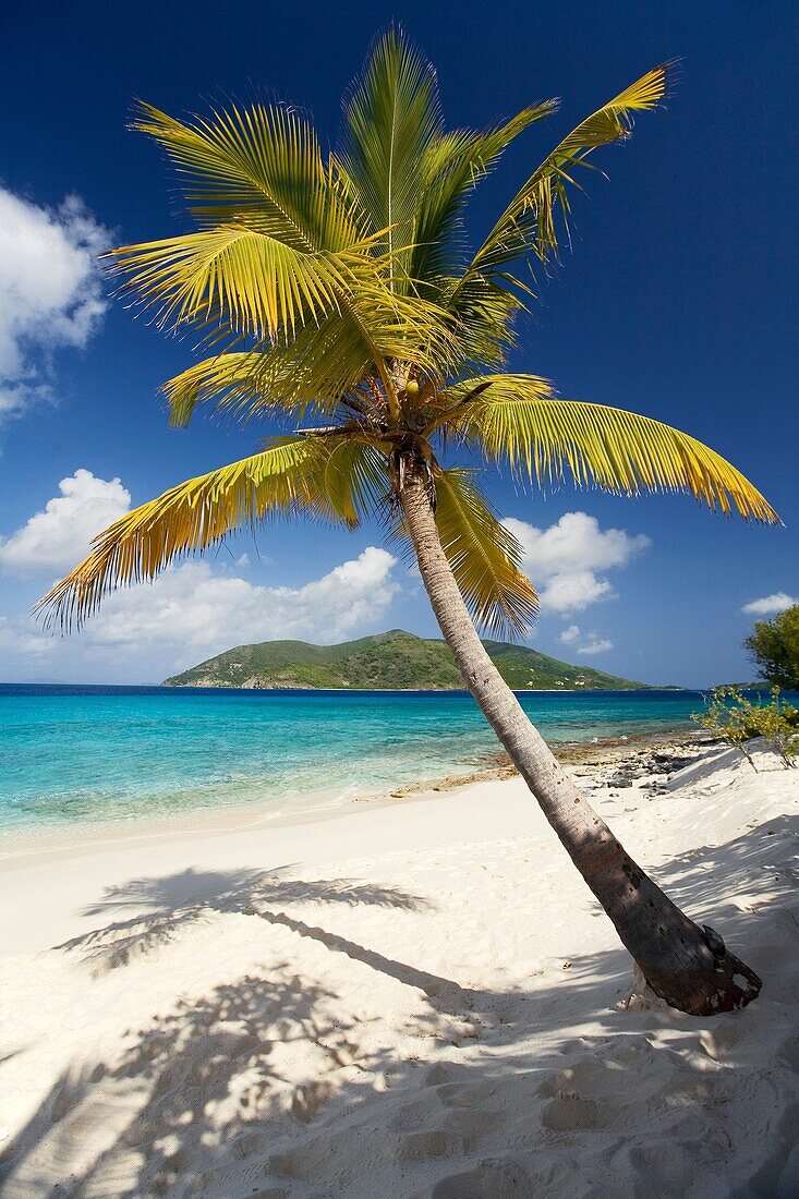 Palm Tree on Sandy Island, British Virgin Islands.