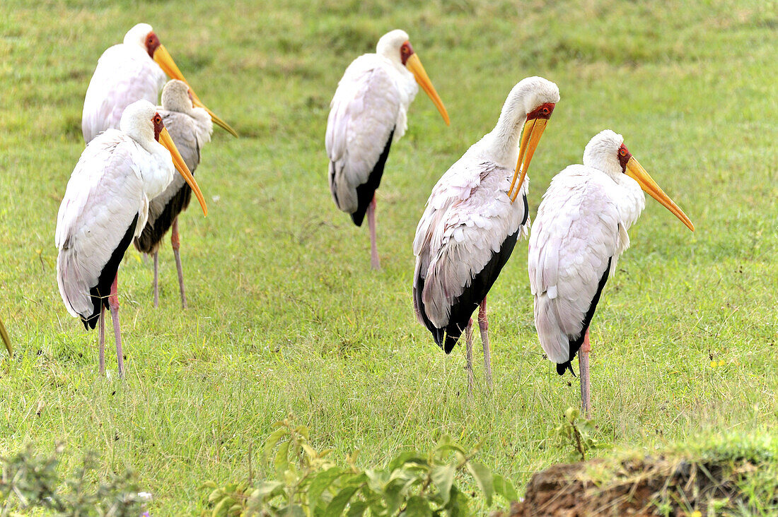 Group of Yellow-billed Storks, Mycteria ibis, Lake Nakuru National Park, Kenya.