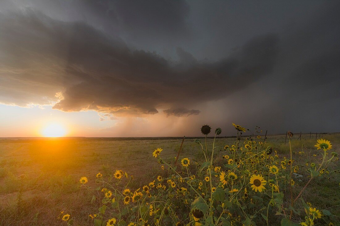 Severe supercell storm drops southeast in northern Kansas as the setting sun shines underneath.