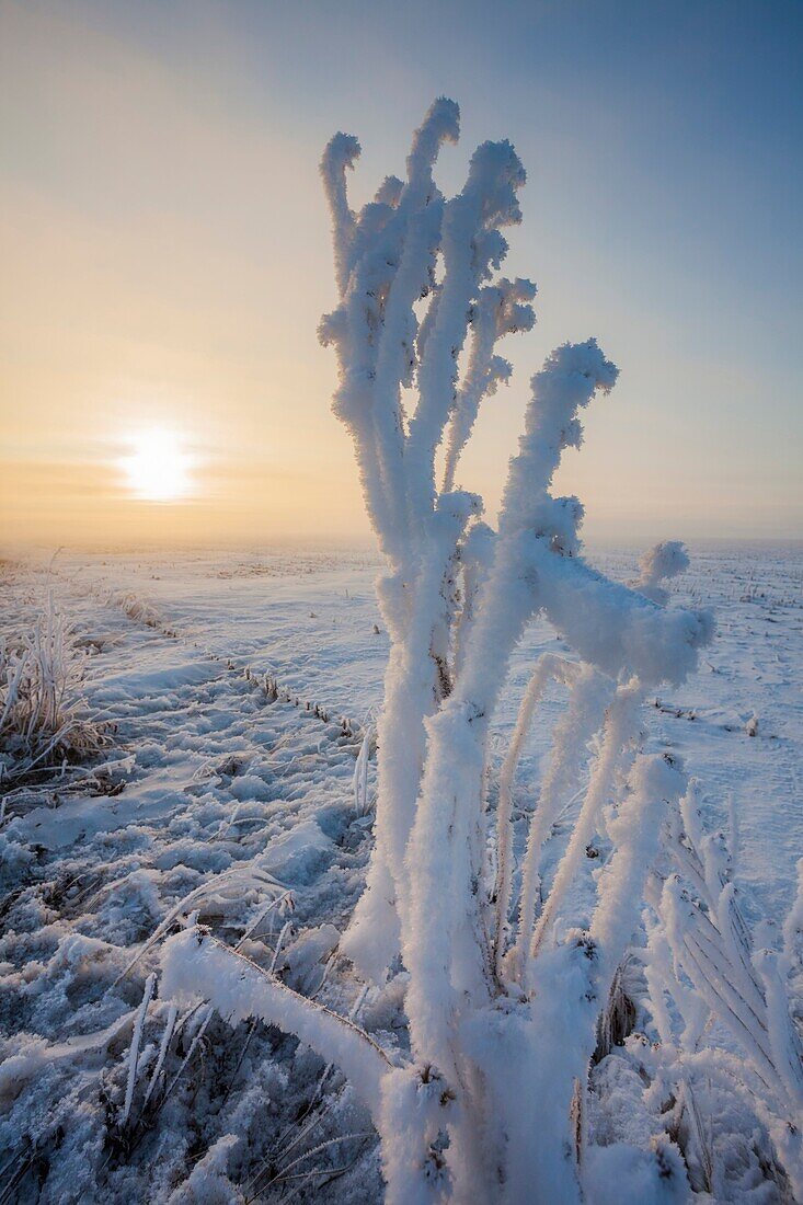 Hoar frost and some rime ice coats the western Iowa landscape following a night of freezing fog.