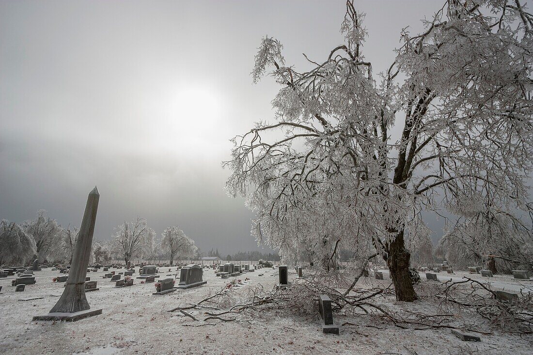 Ice storm devistates the Springdale Arkansas Cemetery and other areas of northwest Arkansas January 27-28, 2009. Many areas recieved over 1 inch ice accumulations on top of thick amounts of sleet.